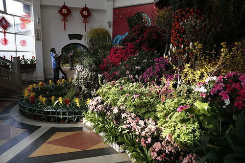 中山公園迎春花卉精品展開幕 70余種精品同期綻放