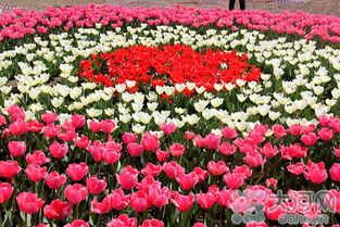 鎮平首屆精品花卉博覽會3月30日盛大啟幕，芝櫻爛漫，花果飄香