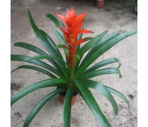 花卉產(chǎn)品庫 自然之美，生活之韻